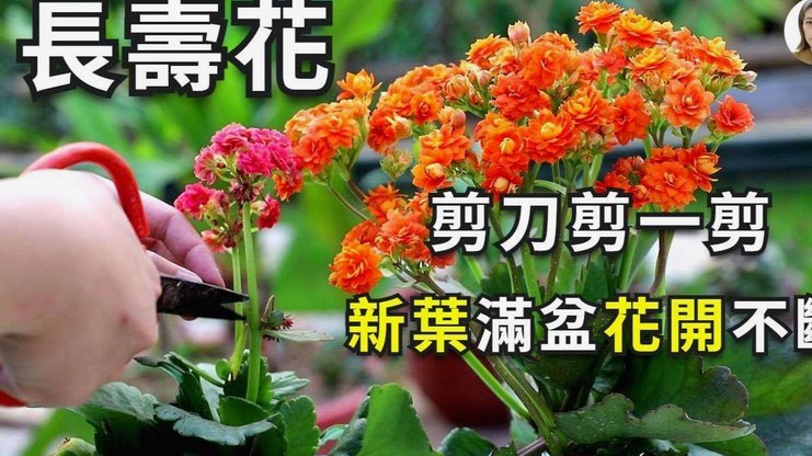 拿去花卡怎么用