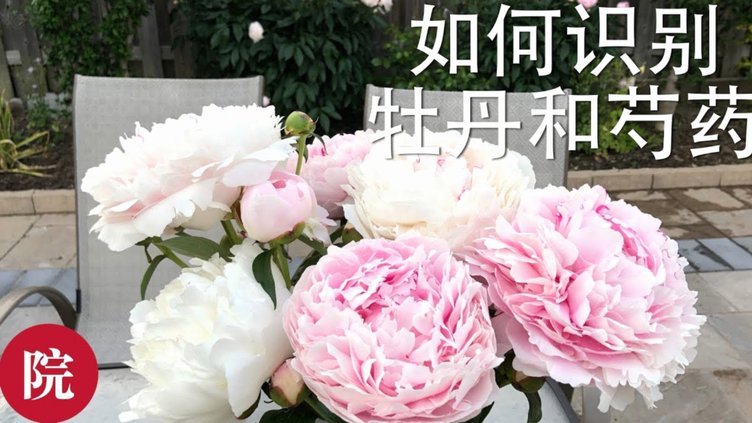 花呗转账费：为什么会产生？
