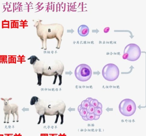 羊小咩.六期改12期
