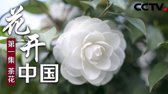 花呗24小时自动回款平台
