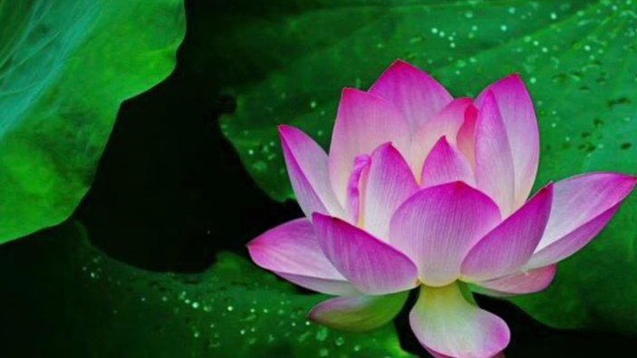 能用花呗支付的平台