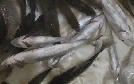 白条钓鱼饵料与钓法详解