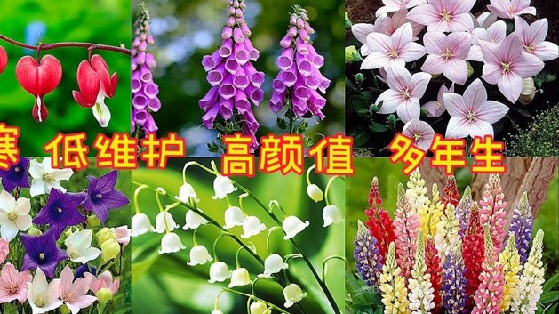 2021“拿去花”套现：机遇与风险并存