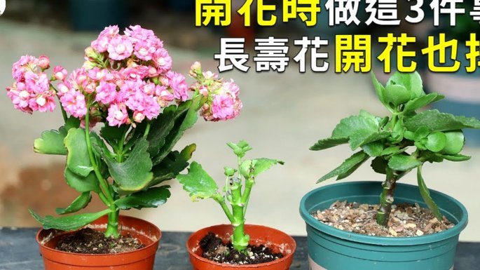 携程花怎么用？拿去现还可？