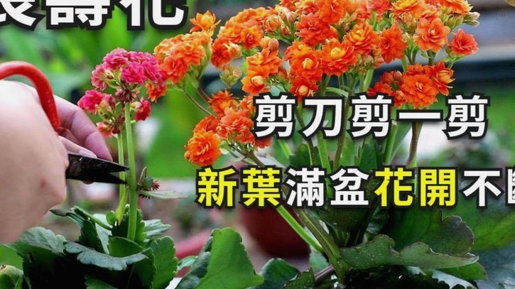 携程“拿去花”消失多久能回归？