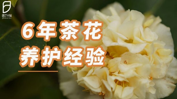 携程拿去花不显示了多久能好