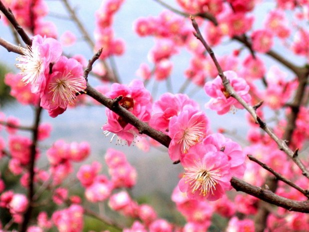 花呗怎么淘宝提现