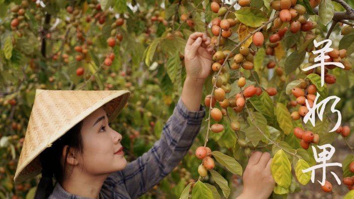 羊小咩商家点数回收机制解析