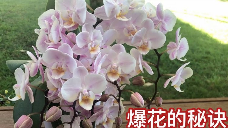 花呗怎么套安全